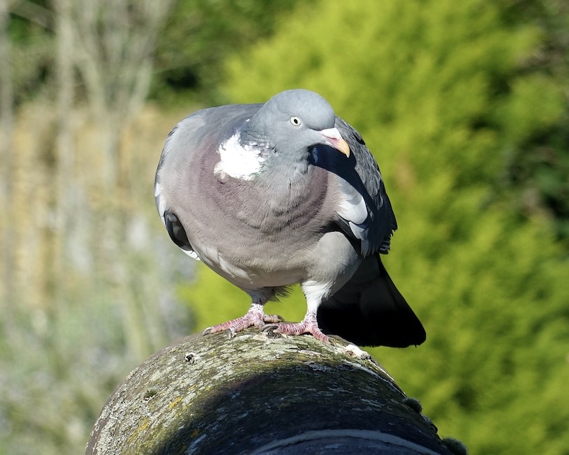 woodpigeon